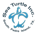 SeaTurtle
